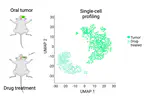 Targeted Therapy of Oral Murine Tumors